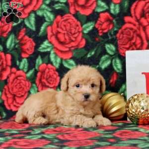 KYNE, Morkie-Poo Puppy